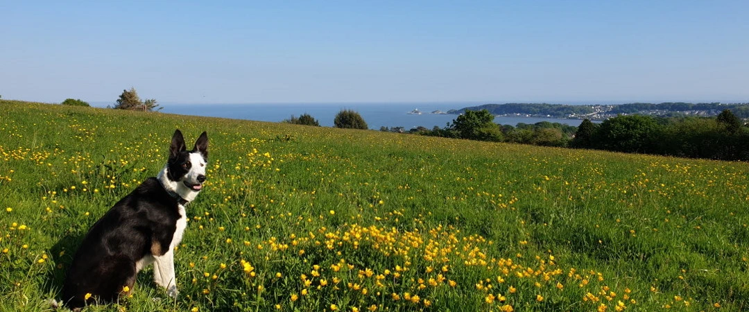 View from Clyne Farm Centre Over Swansea Bay. Holiday Cottages & Adventure Activities, Swansea, Gower, Wales.